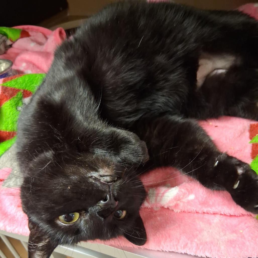 Enlarge Bebes, a Adoptable Domestic Short Hair in Middlebury, VT image 4/5