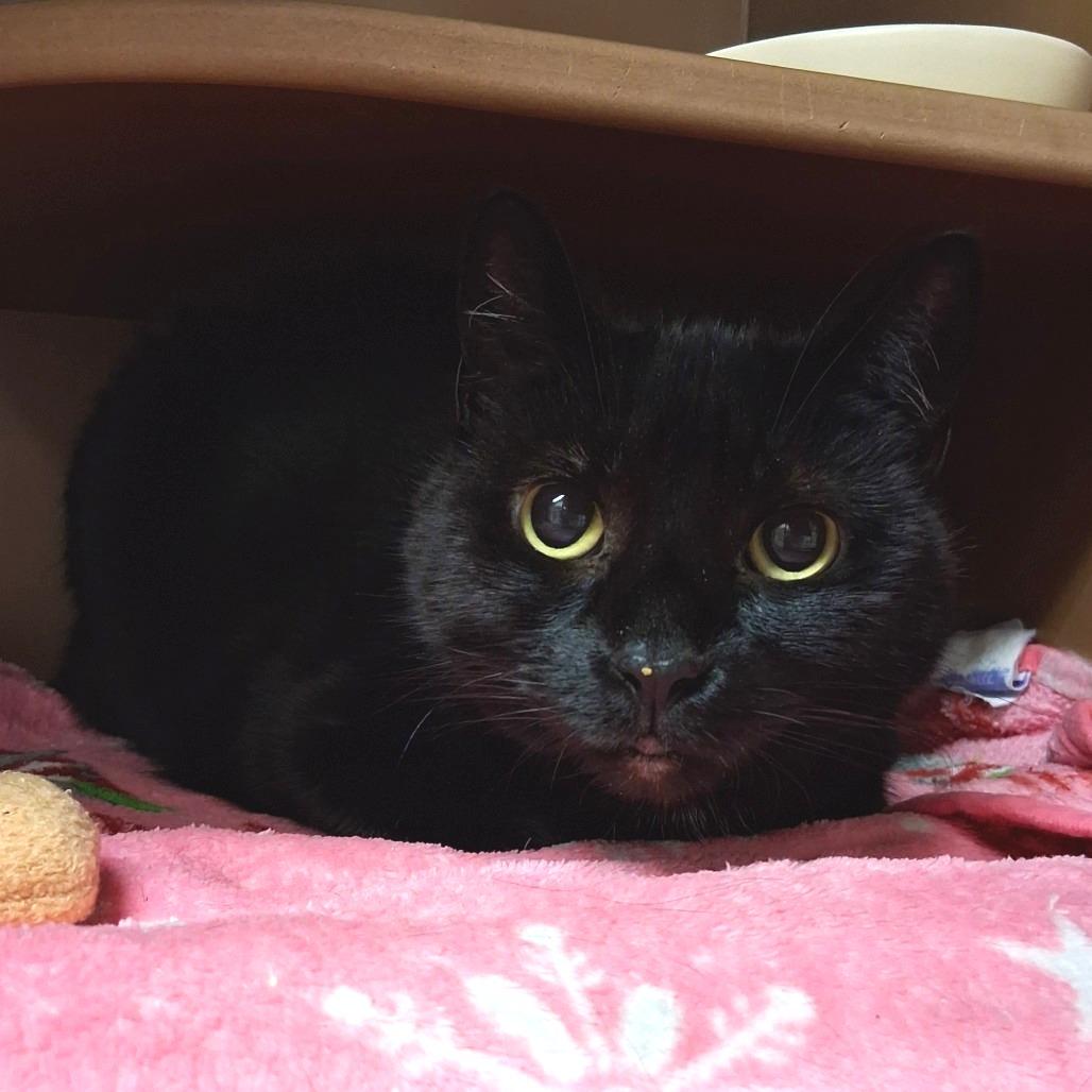 Enlarge Bebes, a Adoptable Domestic Short Hair in Middlebury, VT image 5/5