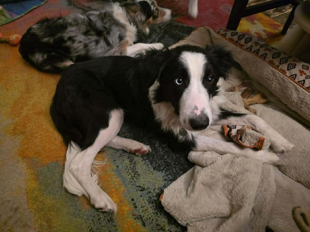 Jimmy Dugan, Adoptable, Adult Male Mixed Breed.