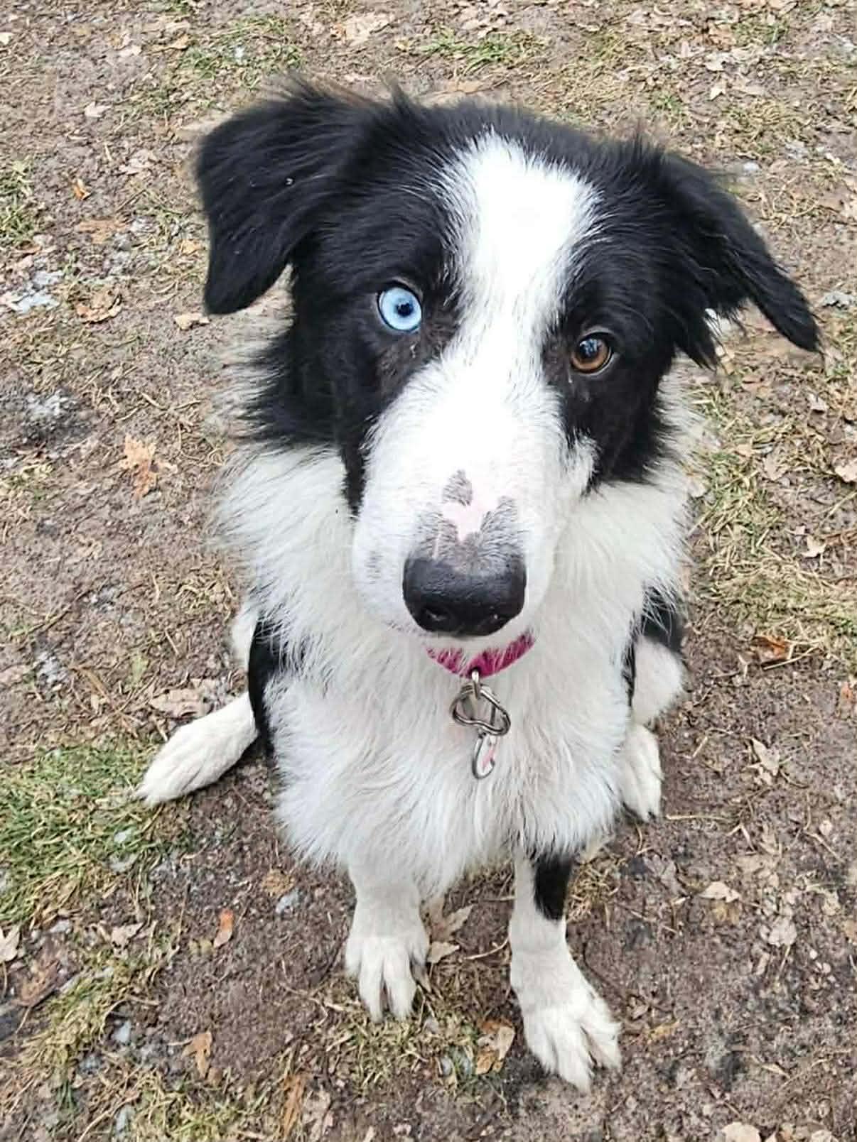 Jimmy Dugan, a Adoptable Mixed Breed in Mount Clemens, MI image 1/2