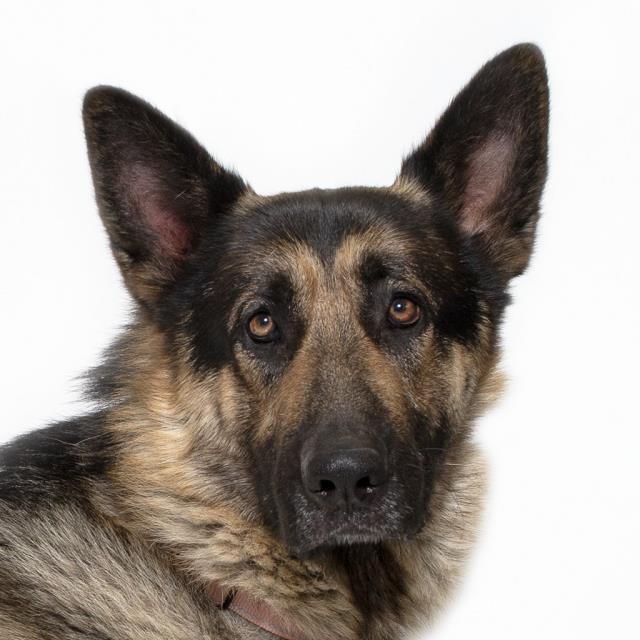 BEAU, Adoptable, Adult Male German Shepherd Dog.