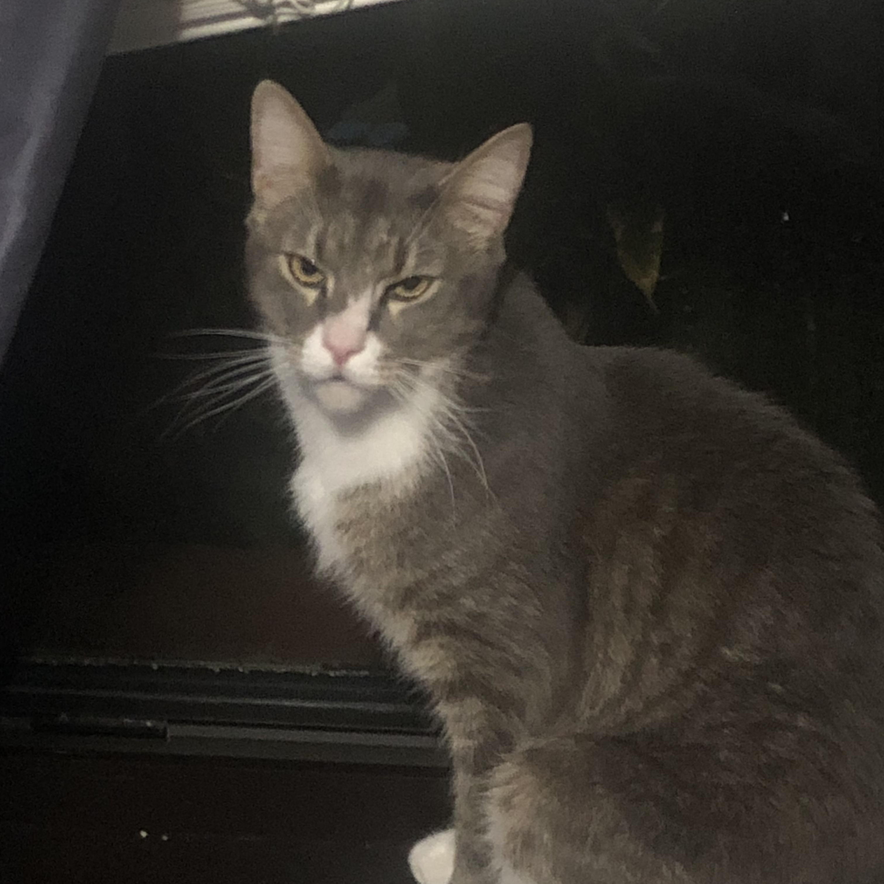 Milo, a Adoptable Domestic Short Hair in Ormond beach, FL image 1/2