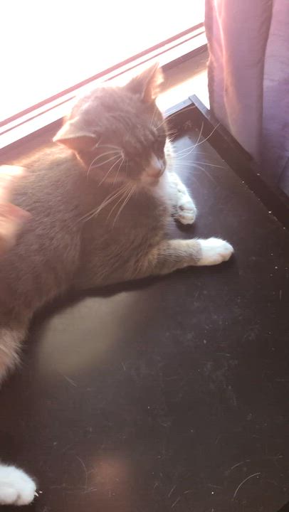 Enlarge Milo, a Adoptable Domestic Short Hair in Ormond beach, FL video 2/2