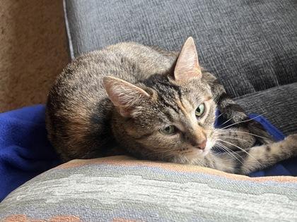 JenJen, Adoptable, Adult Female Domestic Short Hair & Domestic Short Hair.