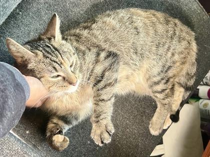 Enlarge JenJen, a Adoptable mixed breed in Madison, WI image 2/3