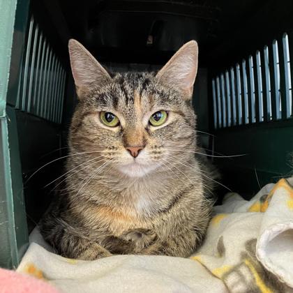 Enlarge JenJen, a Adoptable mixed breed in Madison, WI image 3/3