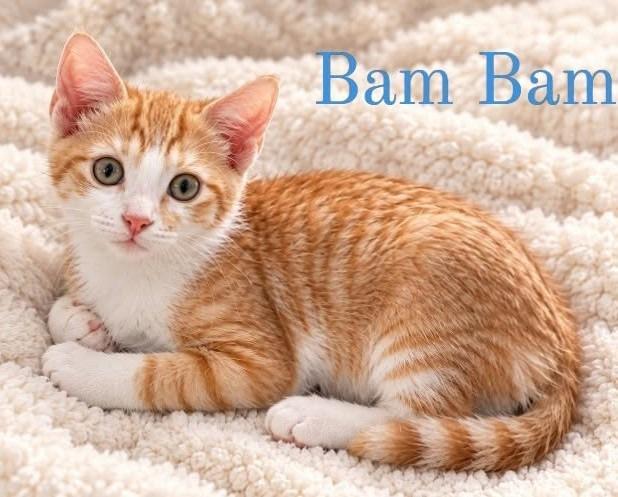 BamBam, Adopted, Kitten Male Domestic Short Hair.