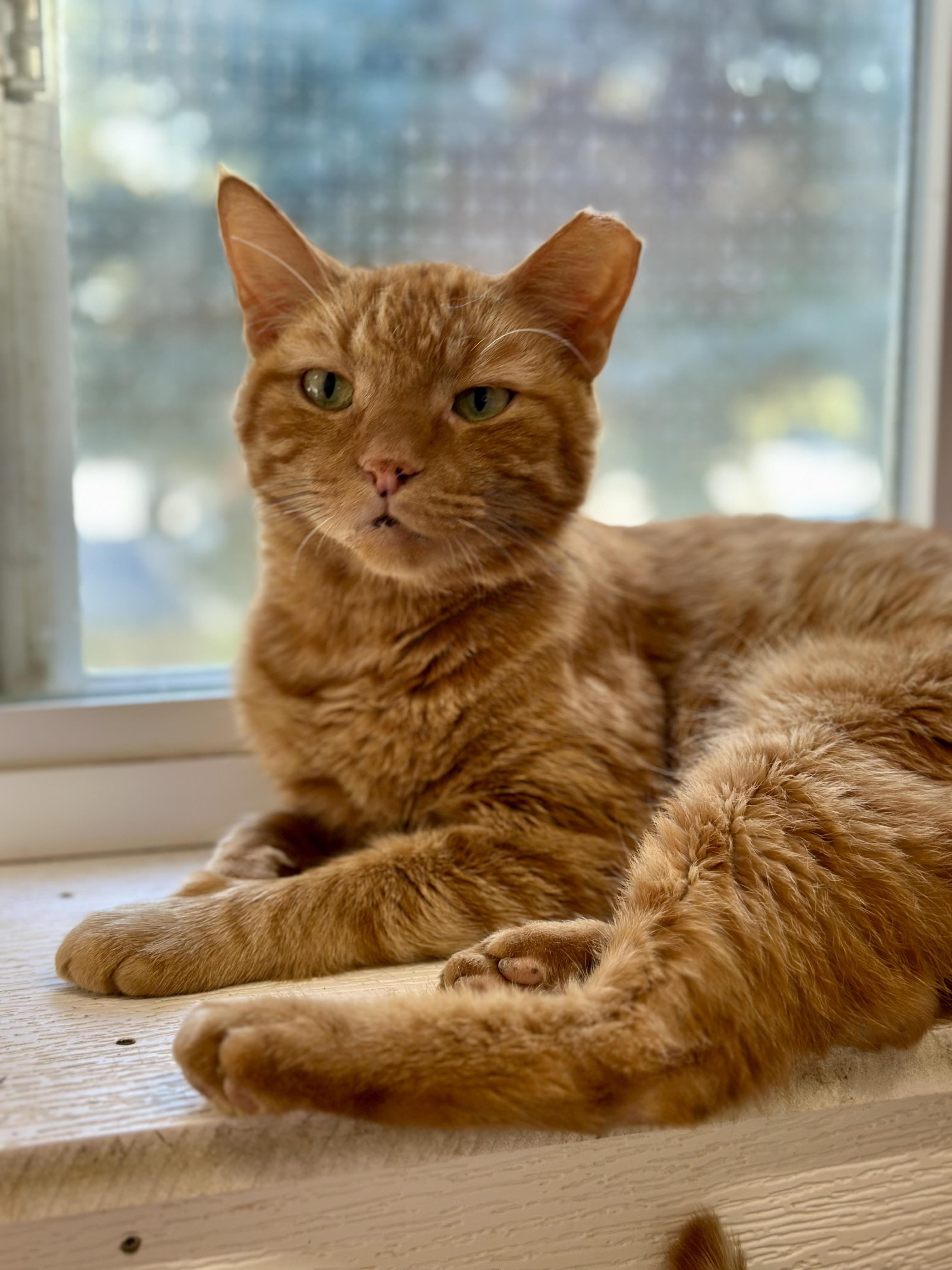 Dunkin, Adopted, Adult Male Domestic Short Hair.