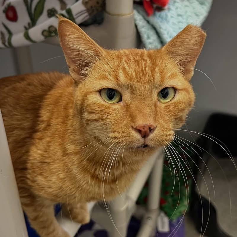 Enlarge Dunkin, a Adopted Domestic Short Hair in Faribault, MN image 2/5