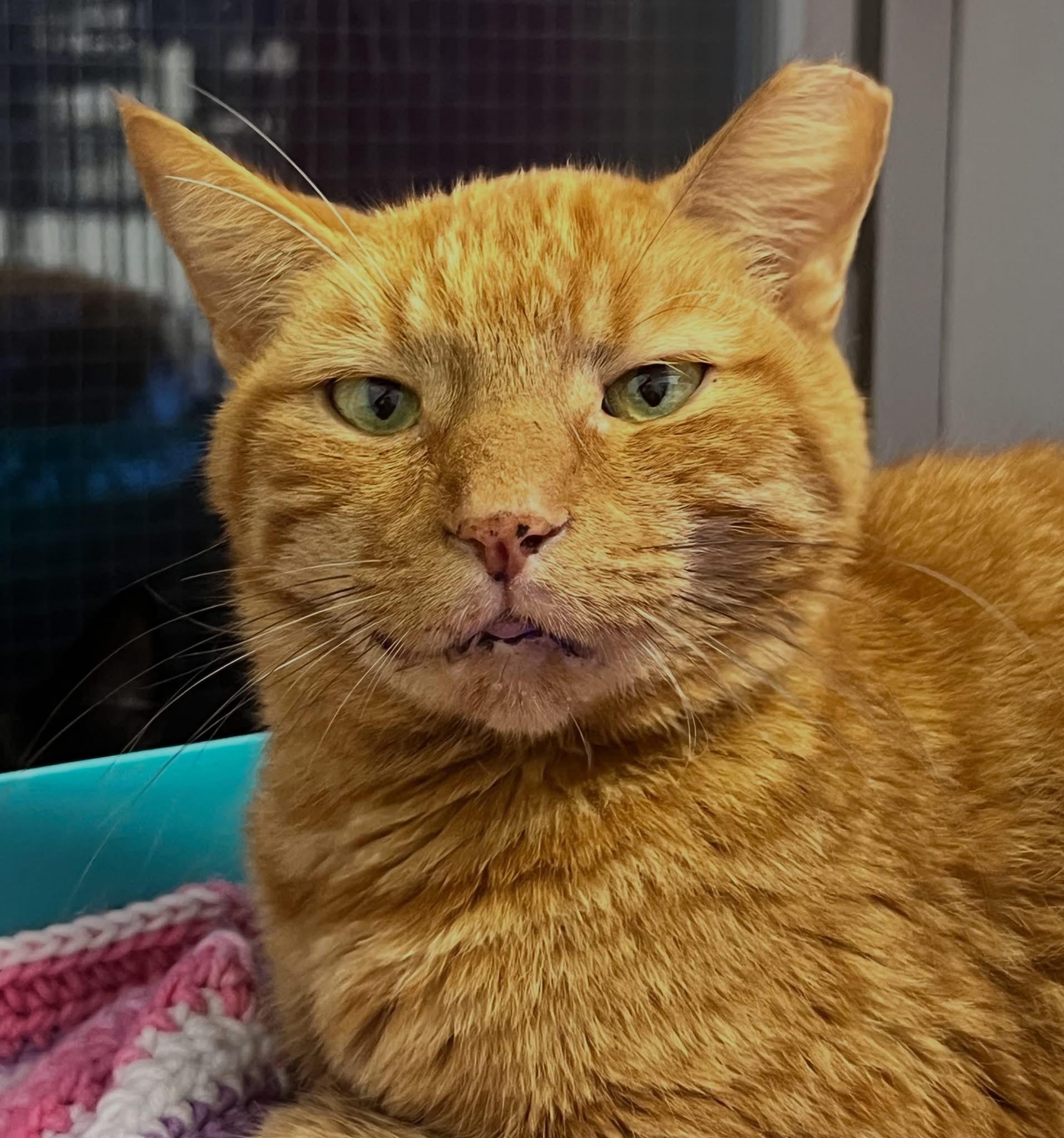 Enlarge Dunkin, a Adopted Domestic Short Hair in Faribault, MN image 4/5