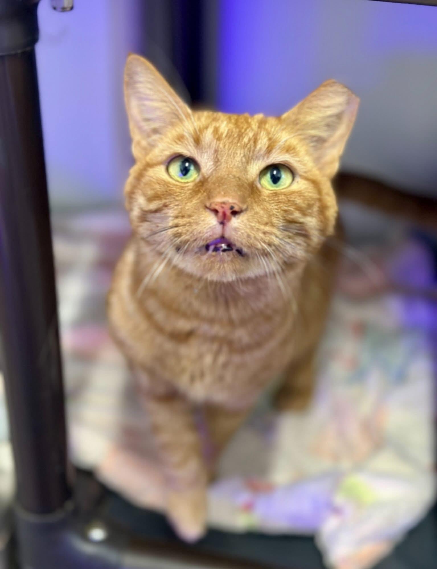 Enlarge Dunkin, a Adopted Domestic Short Hair in Faribault, MN image 3/5