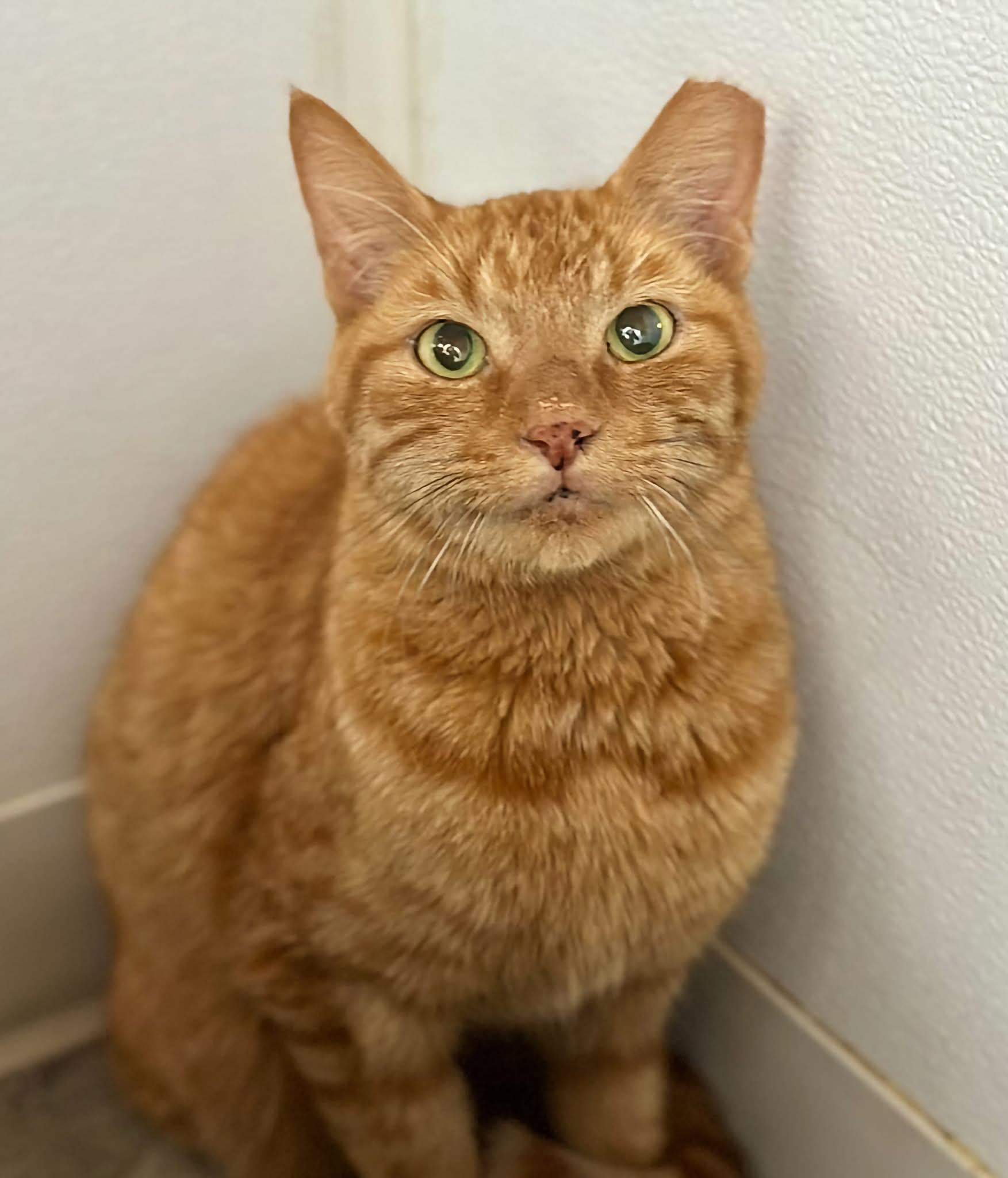 Enlarge Dunkin, a Adopted Domestic Short Hair in Faribault, MN image 5/5