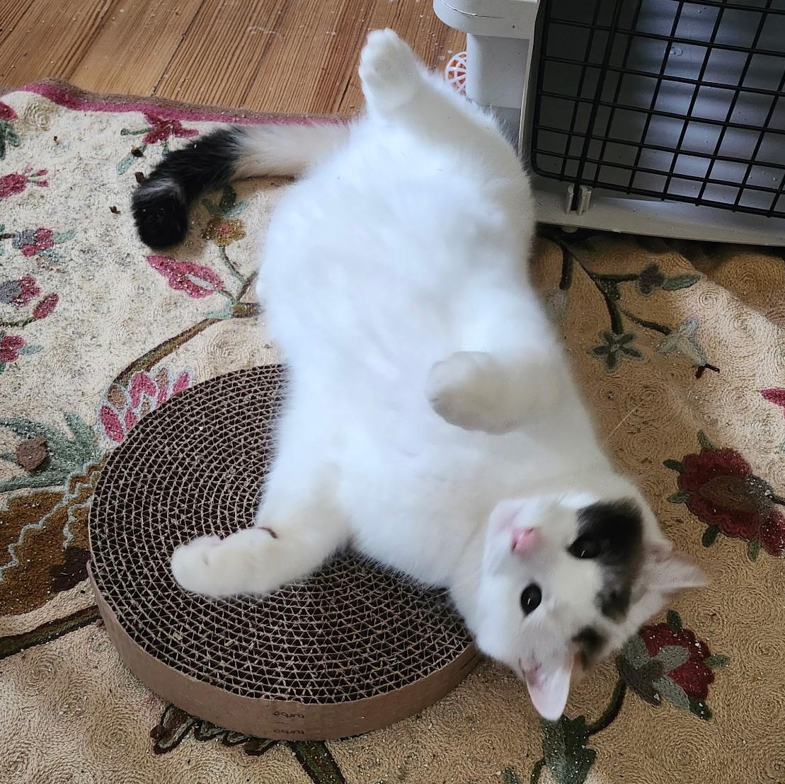 Michi, a Adoptable mixed breed in FITCHBURG, MA image 3/6