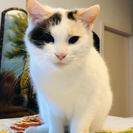 Michi, Adoptable, Adult Female Domestic Short Hair & Calico.