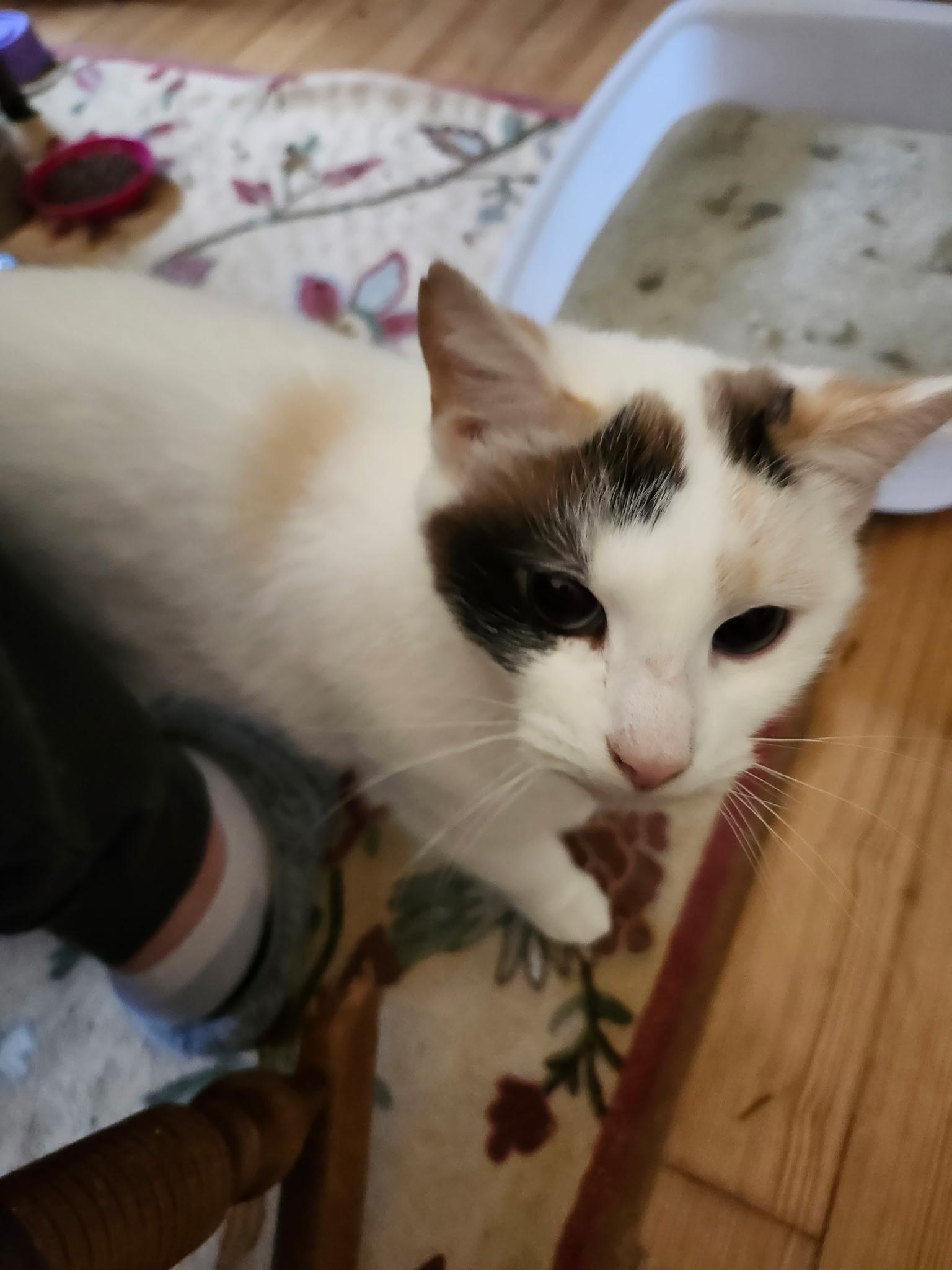 Michi, a Adoptable mixed breed in FITCHBURG, MA image 6/6