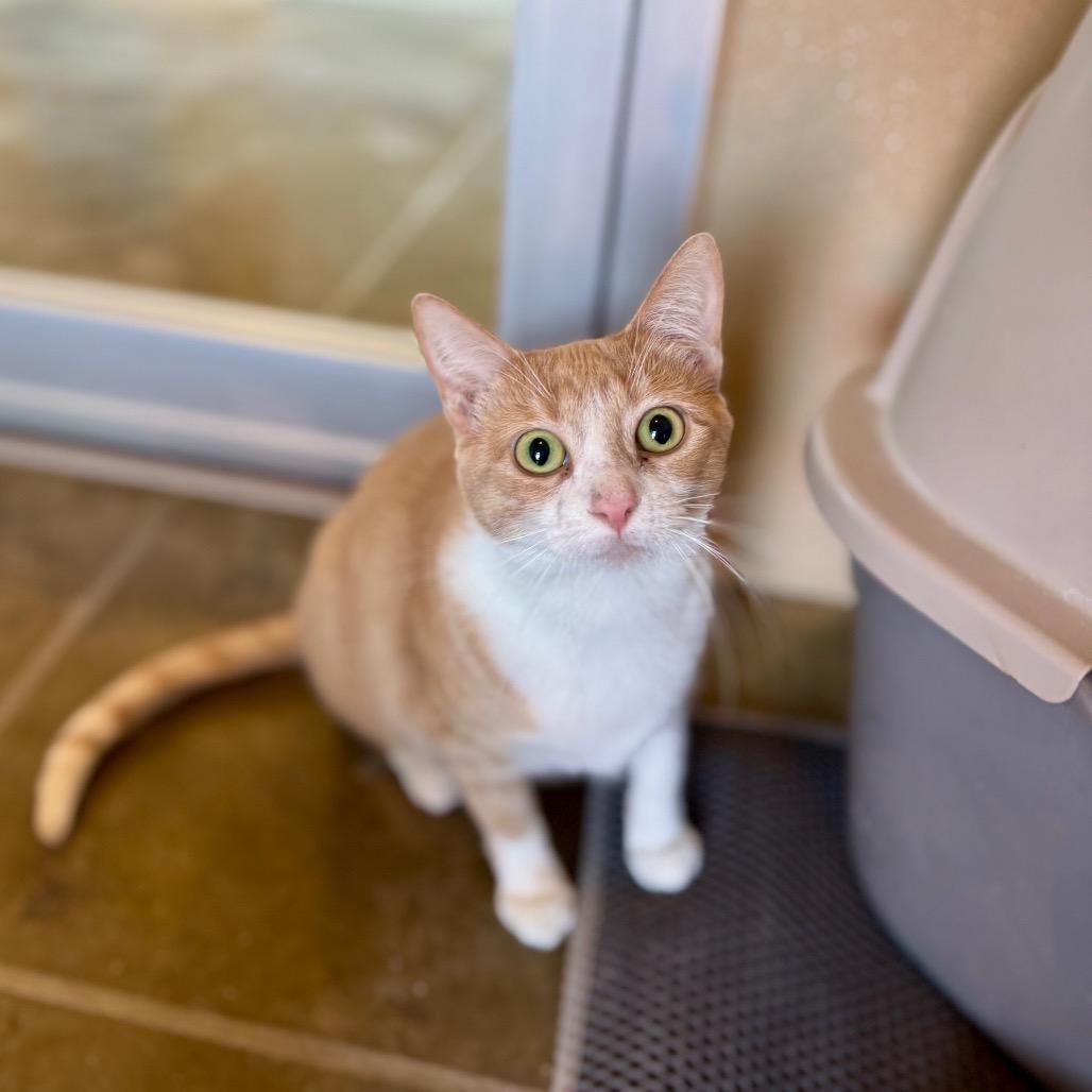 Enlarge Peaches, a Adoptable Domestic Medium Hair in Fredericksburg, TX image 1/3