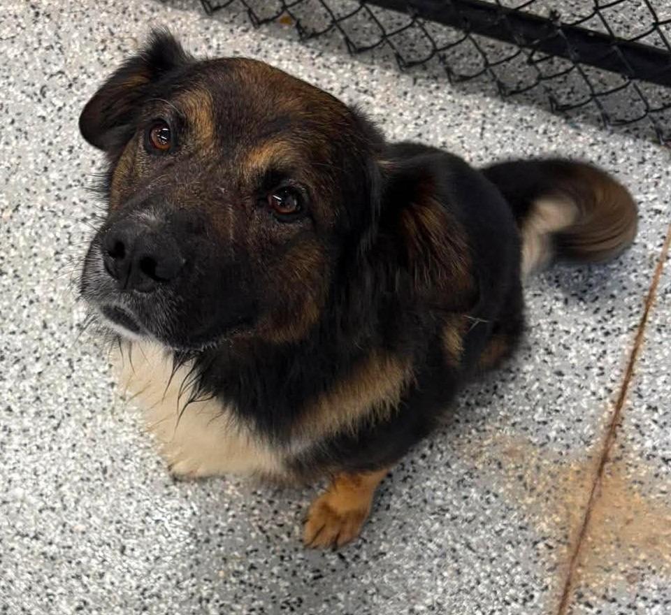 Enlarge Duke, a Adoptable mixed breed in Republic, MO image 1/1