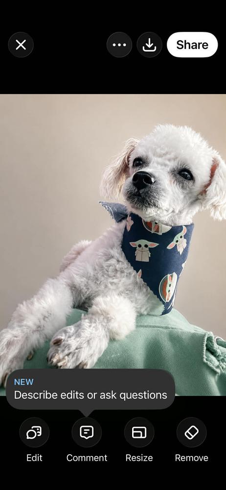 Yoda, Adoptable, Puppy Male Poodle.