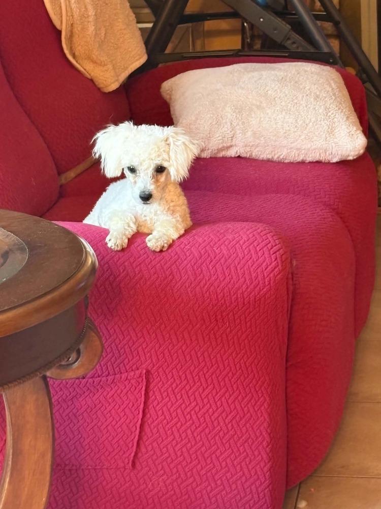 Yoda, a Adoptable Poodle in Windsor, CA image 2/4