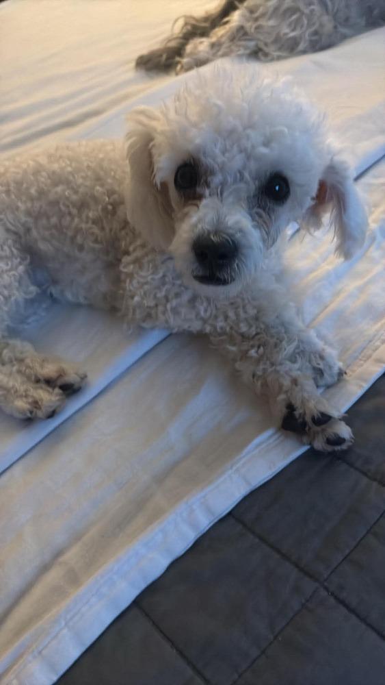 Yoda, a Adoptable Poodle in Windsor, CA image 3/4