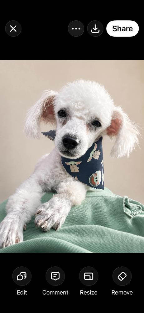 Yoda, a Adoptable Poodle in Windsor, CA image 4/4