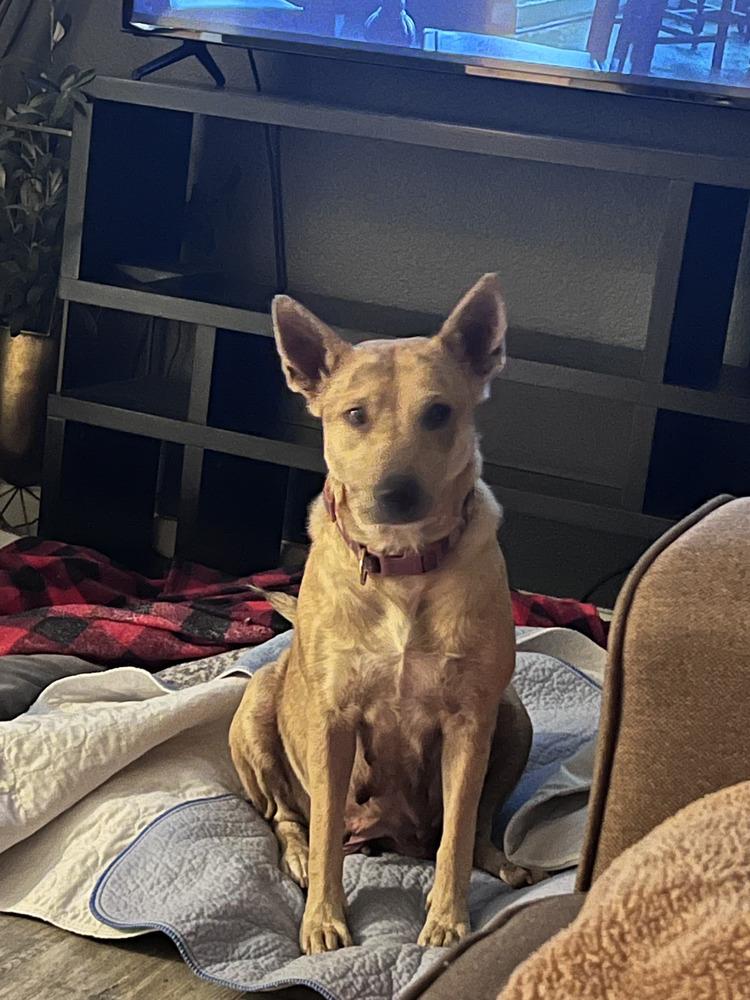 Enlarge Betsy, a Adoptable Australian Cattle Dog / Blue Heeler in Commerce City, CO image 4/6