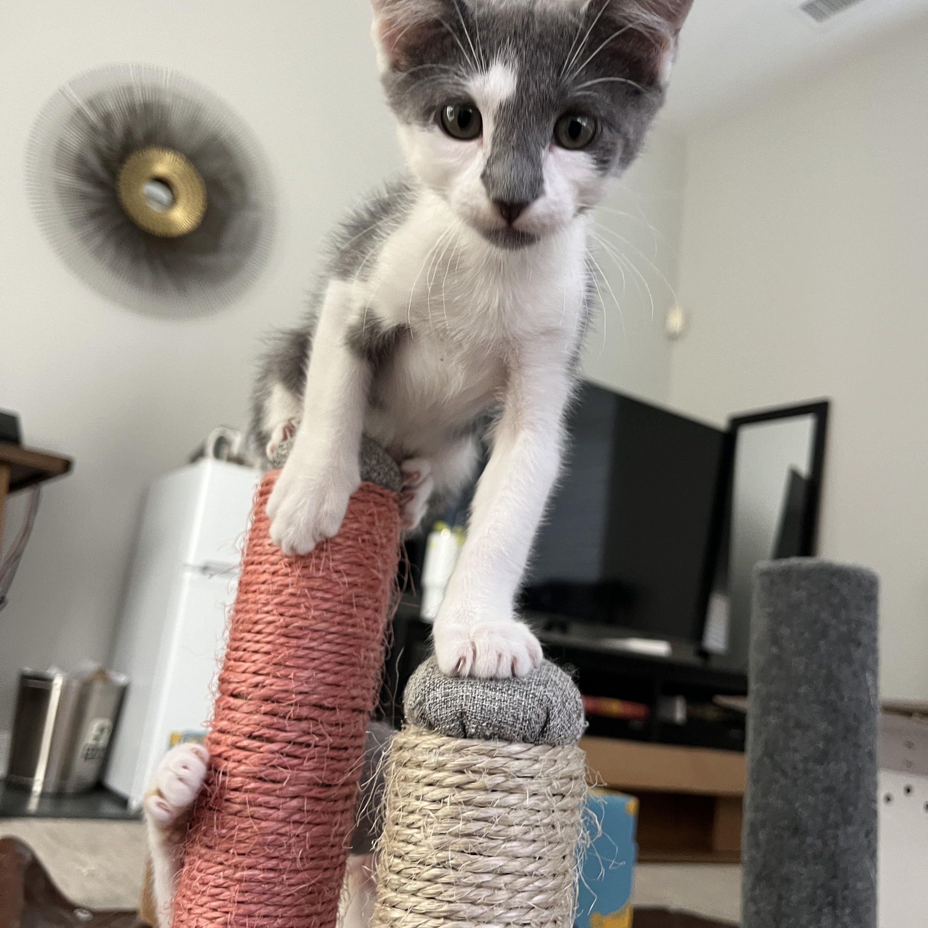 Enlarge Pom Pom, a Adopted Domestic Short Hair in La Quinta, CA image 1/3