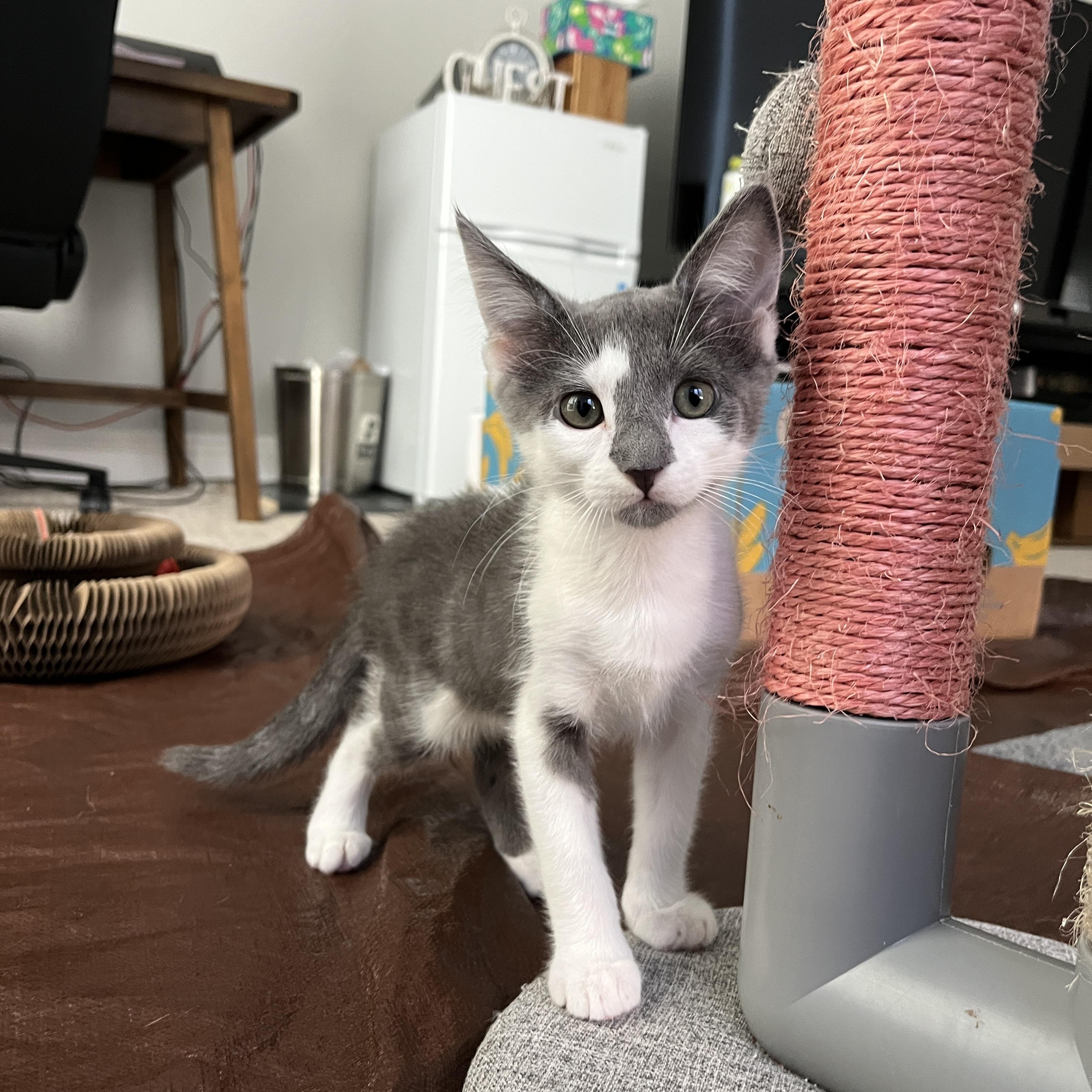 Enlarge Pom Pom, a Adopted Domestic Short Hair in La Quinta, CA image 2/3