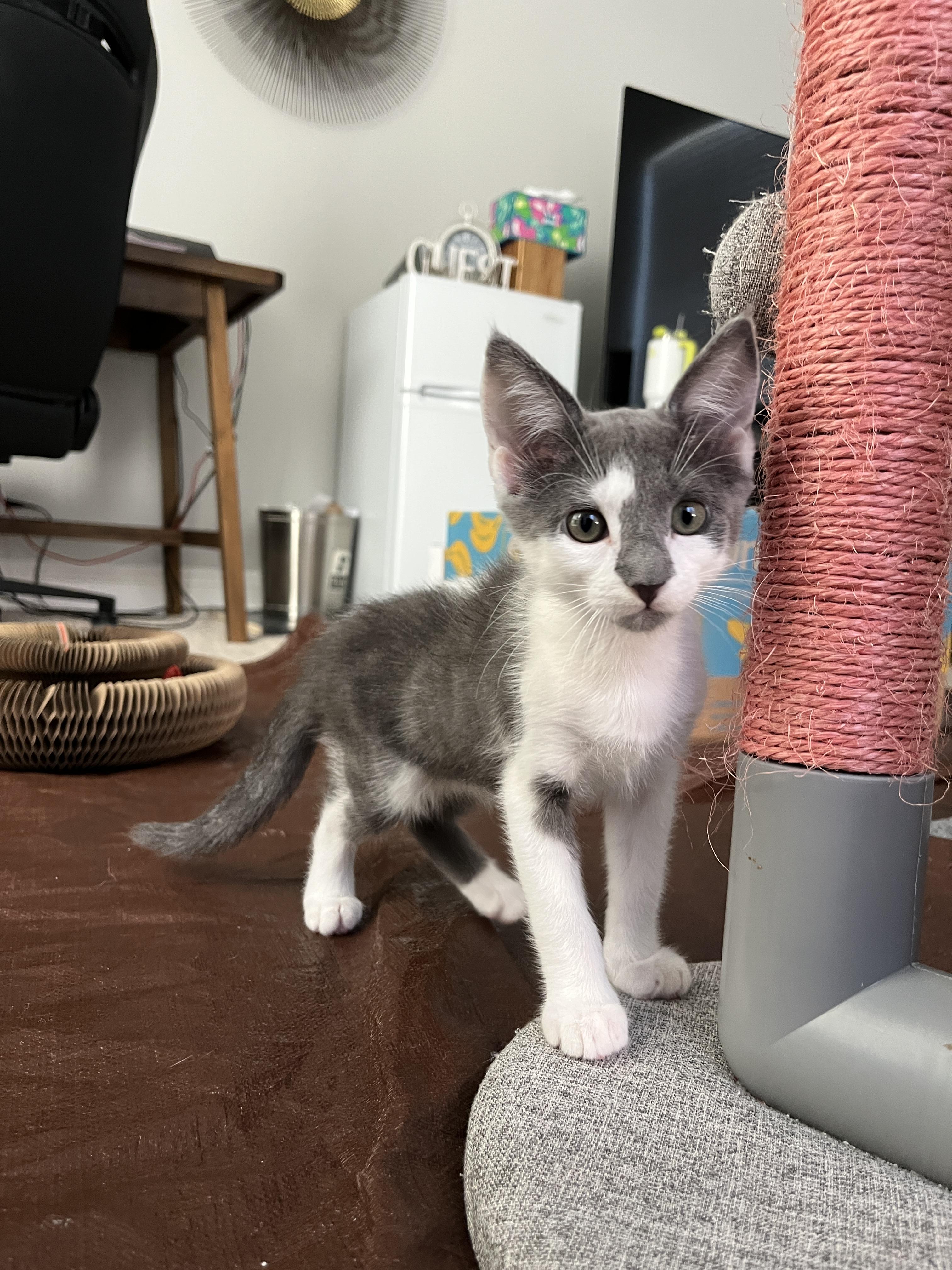 Enlarge Pom Pom, a Adopted Domestic Short Hair in La Quinta, CA image 3/3