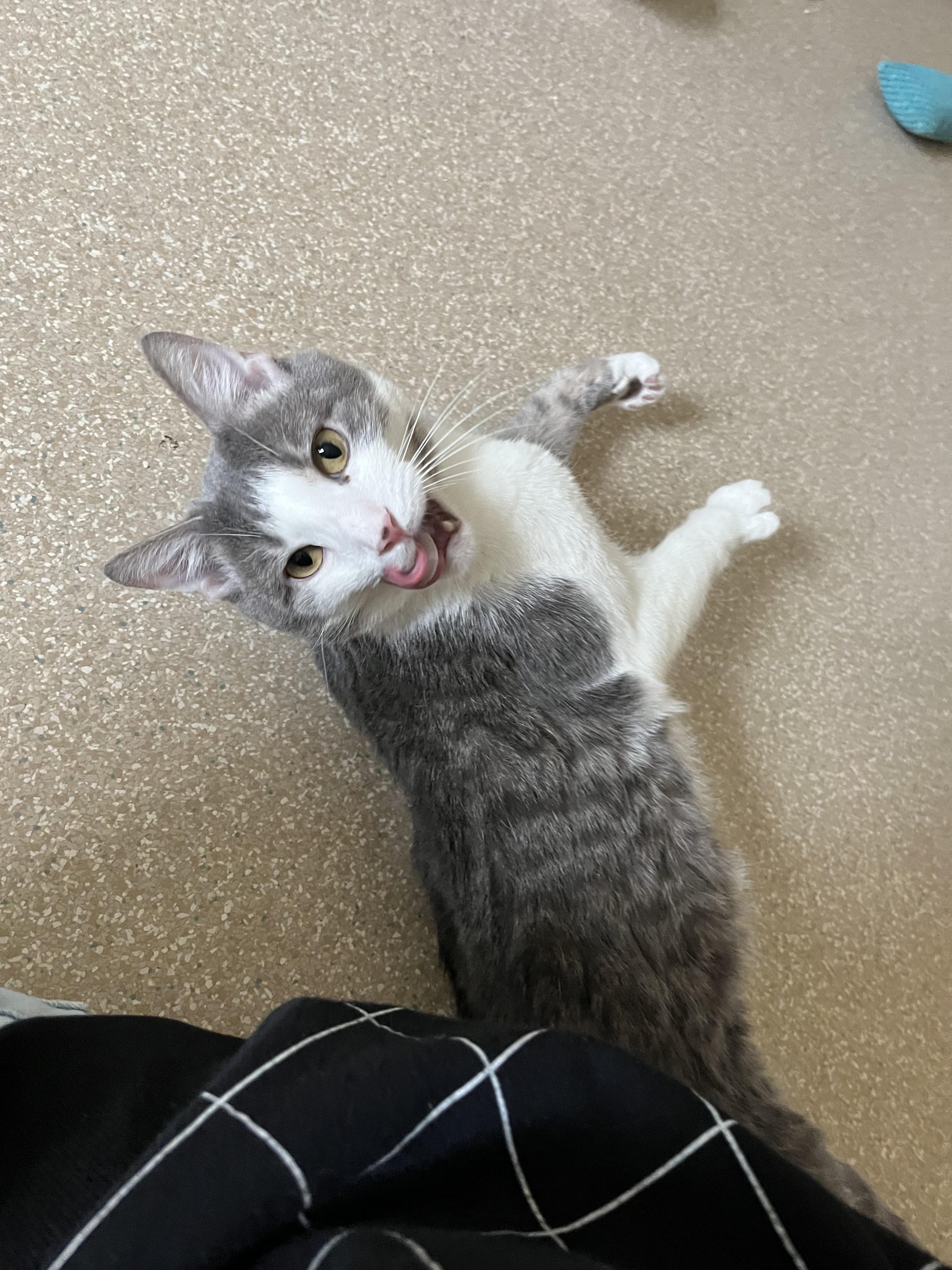 Gideon, a Adoptable Domestic Short Hair in Salisbury, MA image 5/6