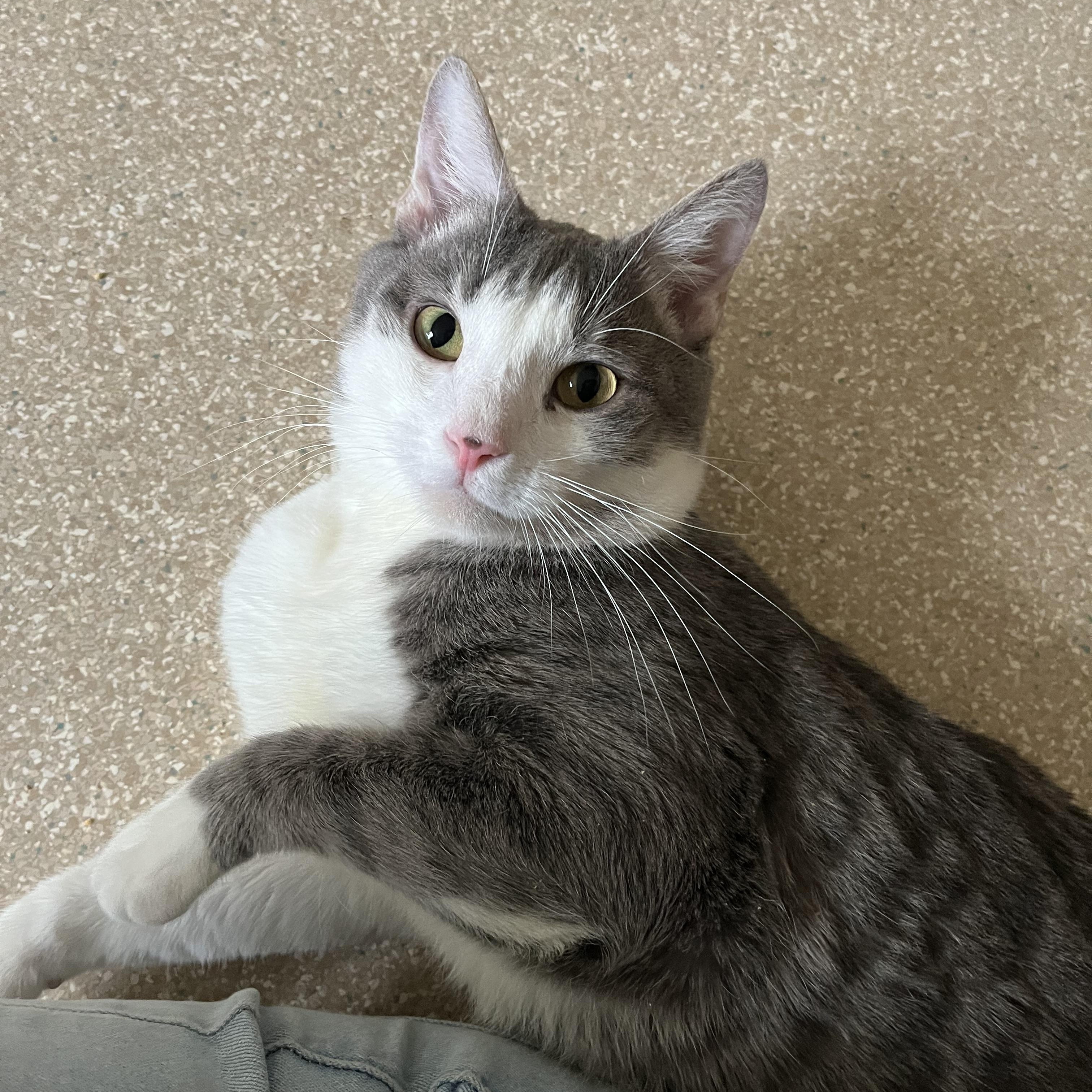 Gideon, a Adoptable Domestic Short Hair in Salisbury, MA image 6/6