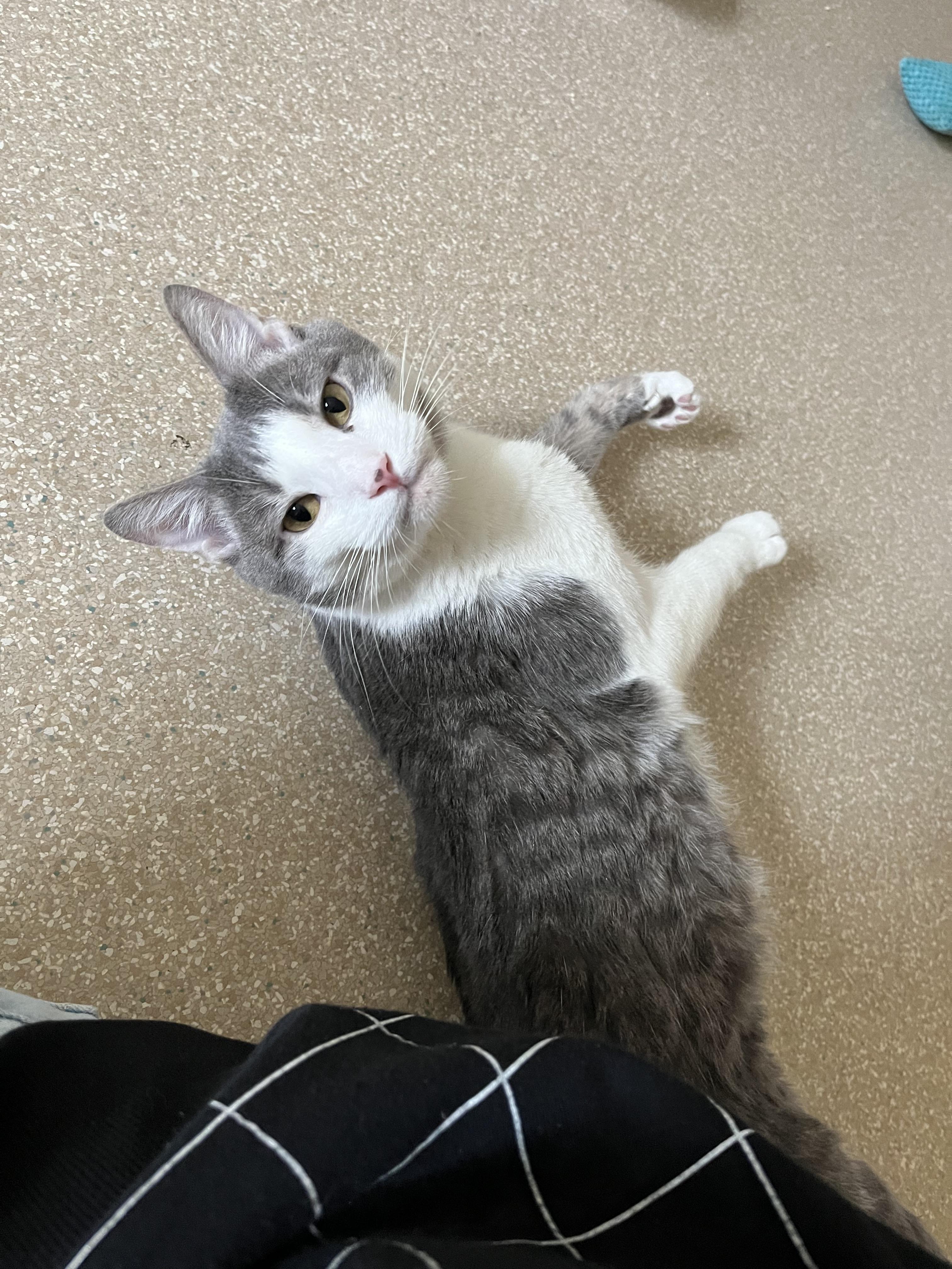 Gideon, a Adoptable Domestic Short Hair in Salisbury, MA image 4/6