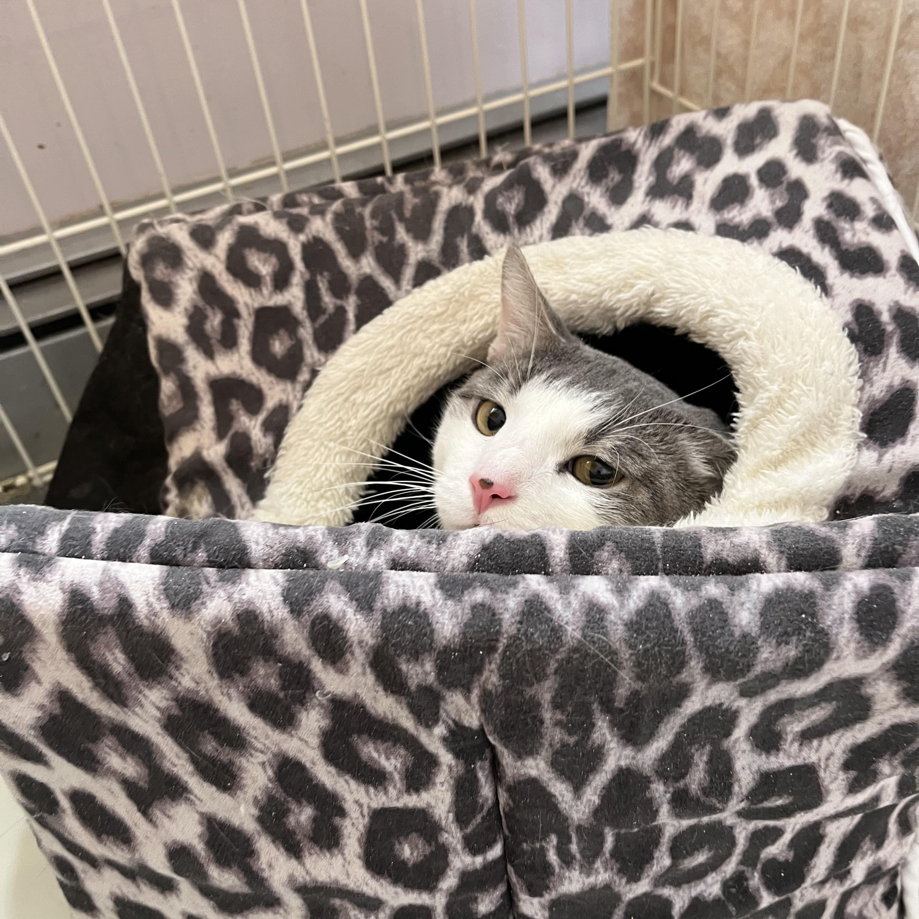 Gideon, Adoptable, Adult Male Domestic Short Hair.