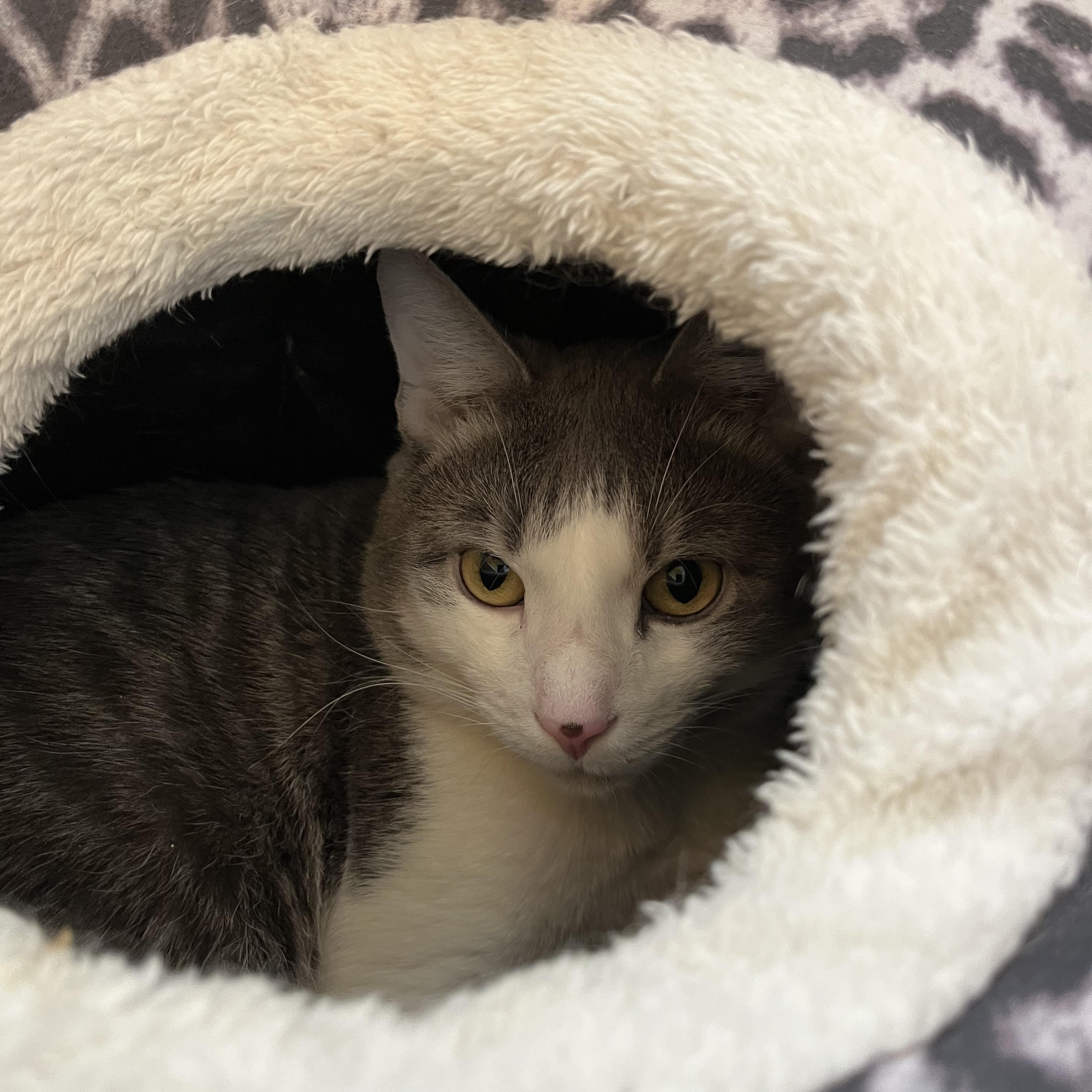 Enlarge Gideon, a Adoptable Domestic Short Hair in Salisbury, MA image 5/5