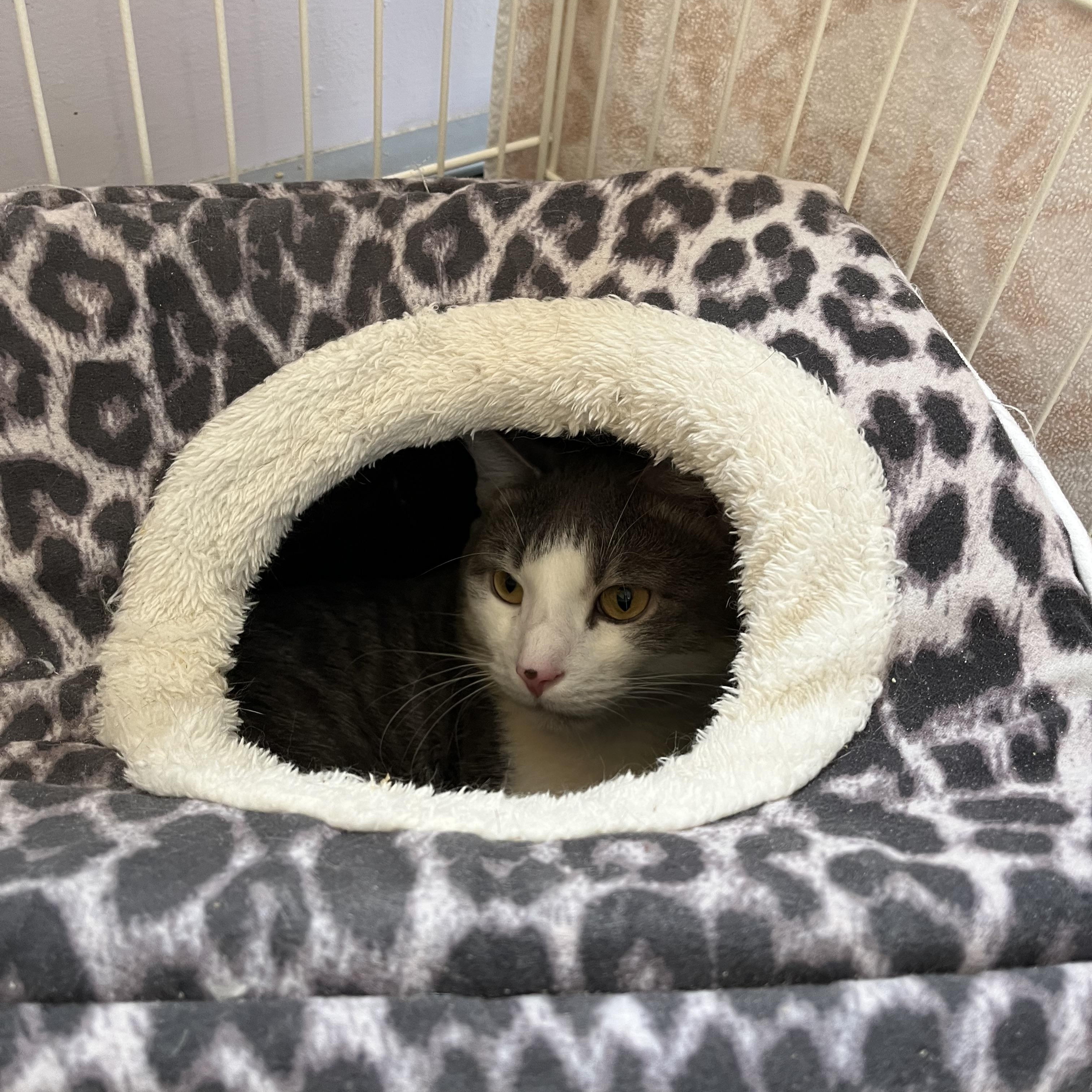 Enlarge Gideon, a Adoptable Domestic Short Hair in Salisbury, MA image 4/5