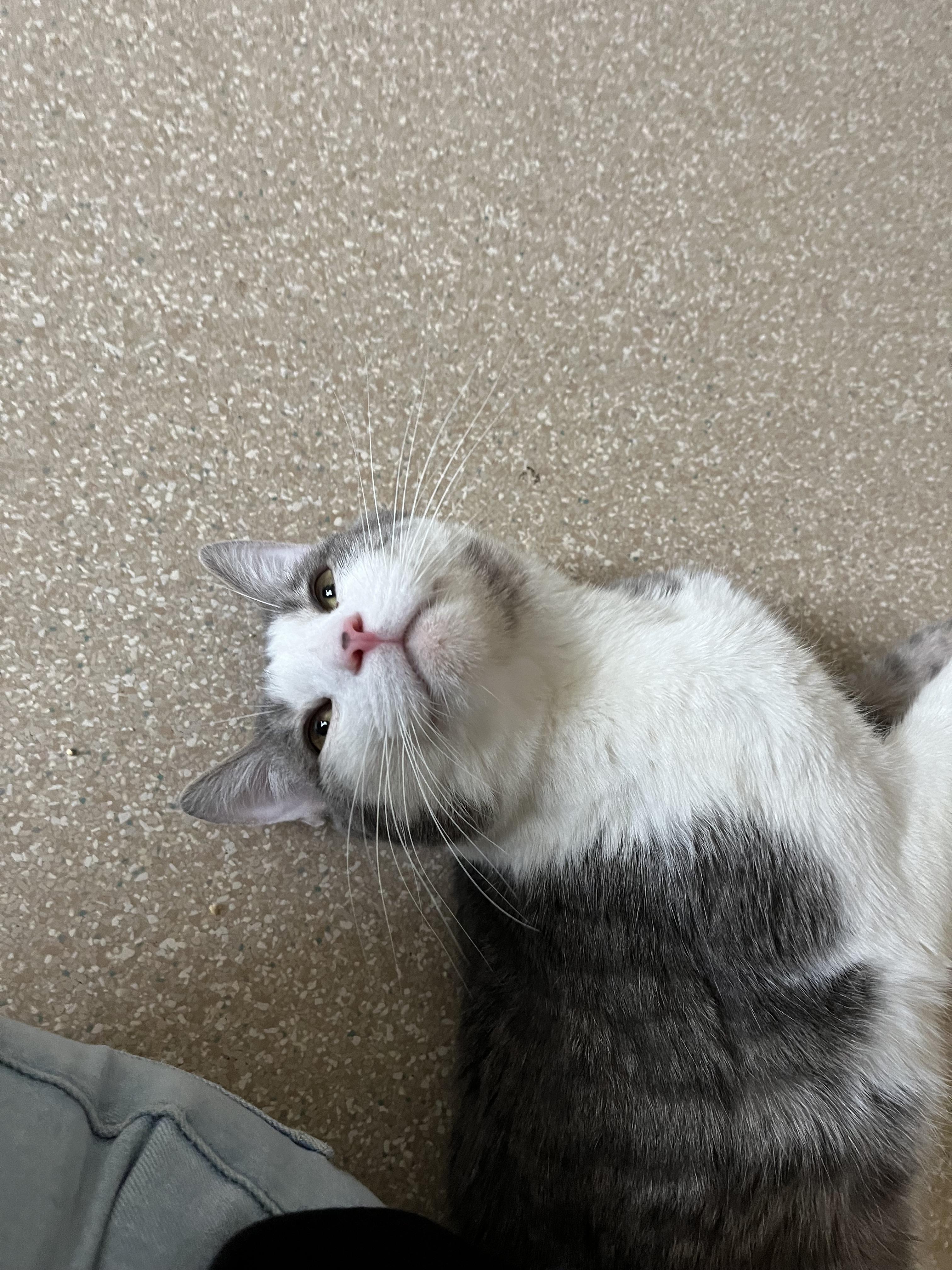 Gideon, a Adoptable Domestic Short Hair in Salisbury, MA image 1/6