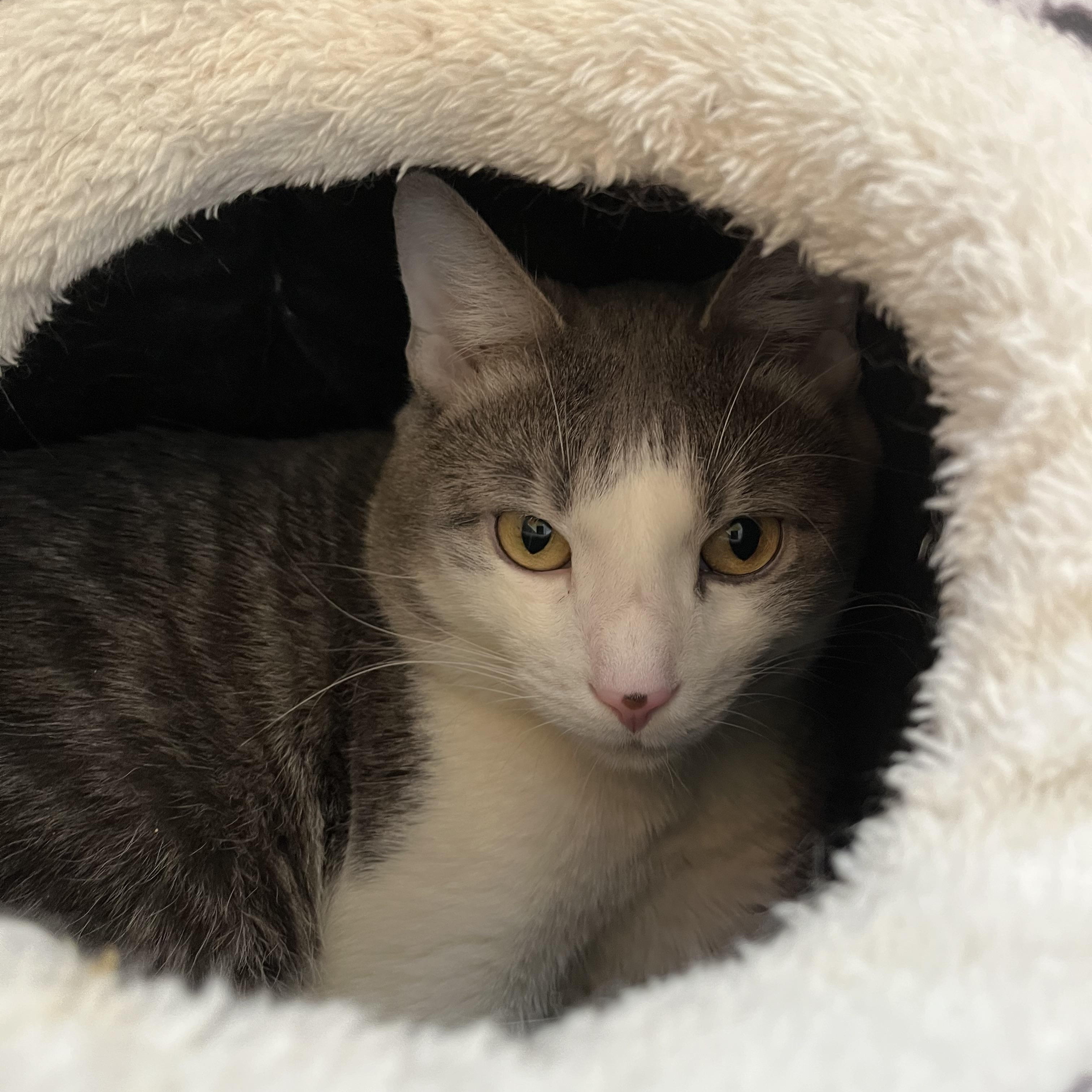 Enlarge Gideon, a Adoptable Domestic Short Hair in Salisbury, MA image 2/5