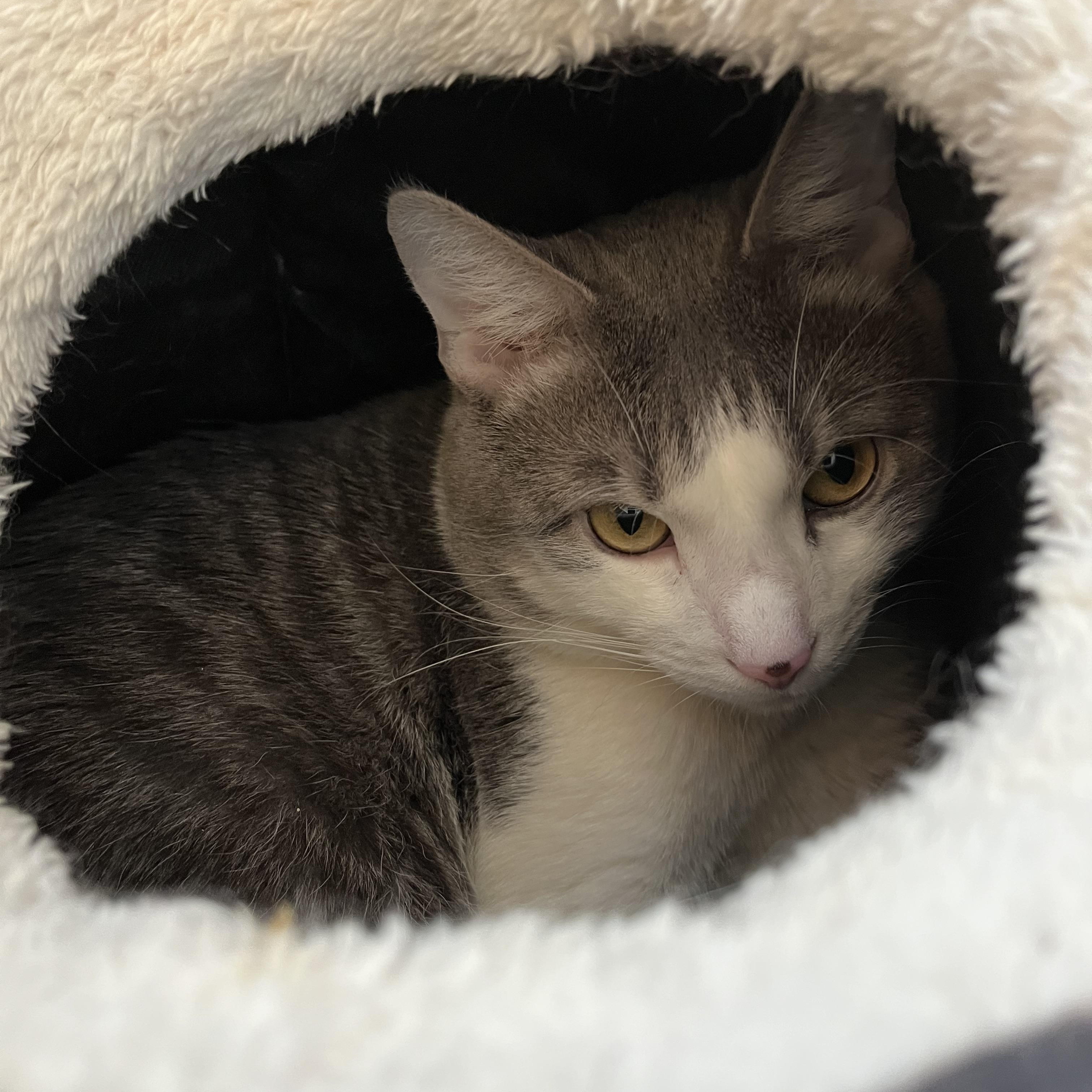 Enlarge Gideon, a Adoptable Domestic Short Hair in Salisbury, MA image 3/5