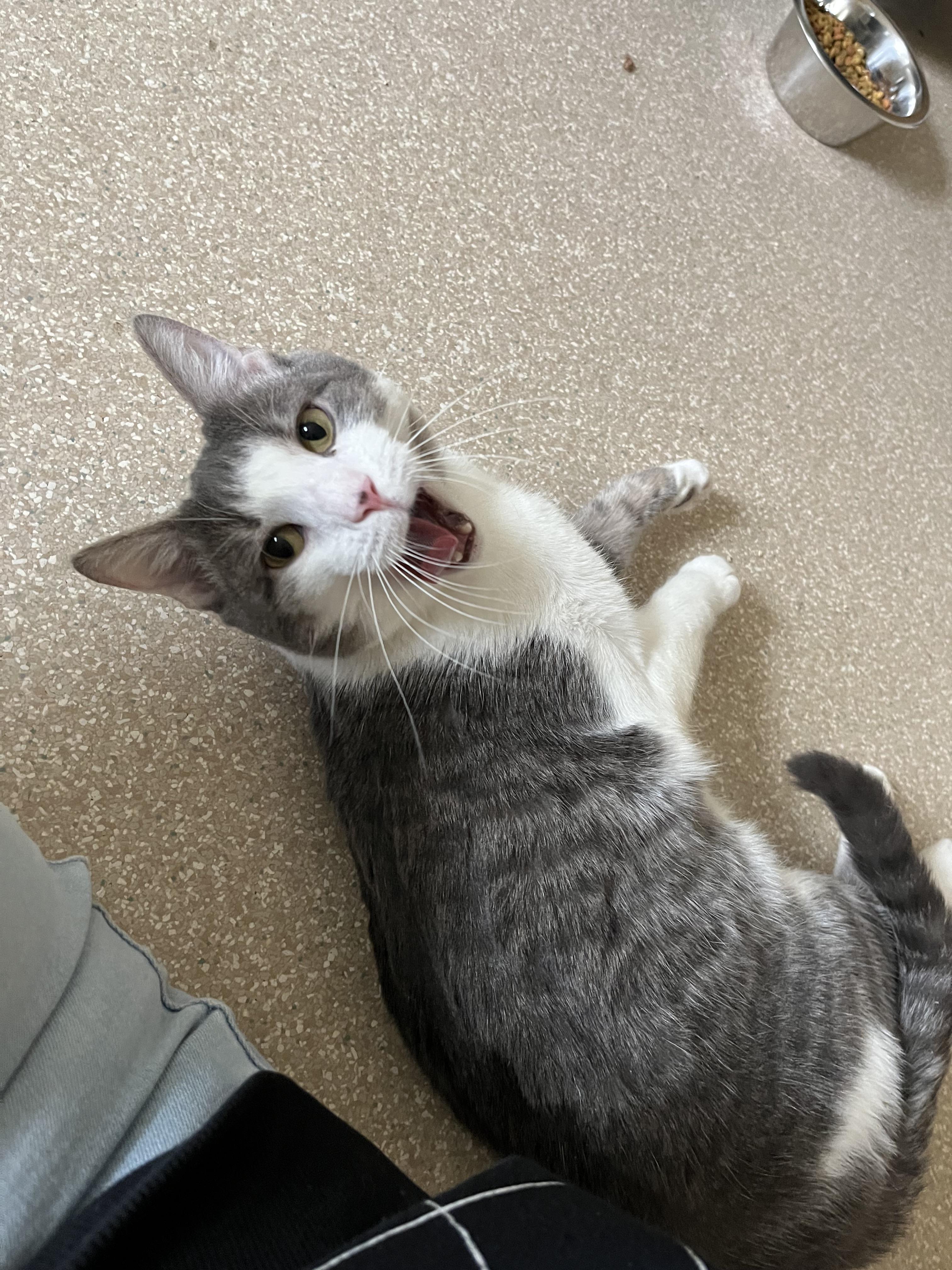 Gideon, a Adoptable Domestic Short Hair in Salisbury, MA image 3/6
