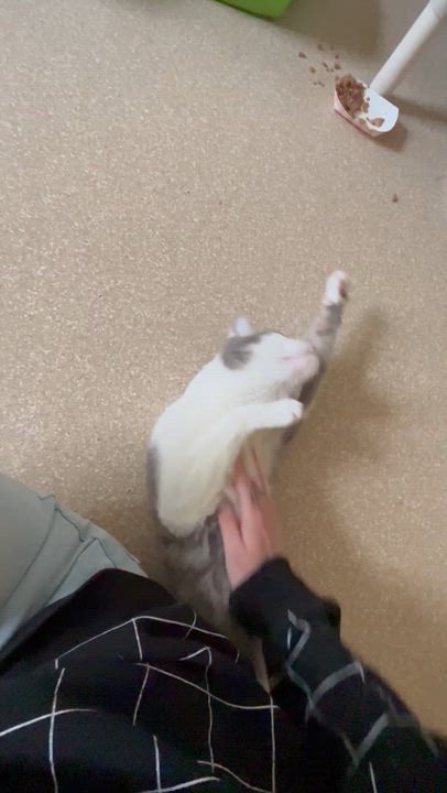 Enlarge Gideon, a Adoptable Domestic Short Hair in Salisbury, MA video 2/6