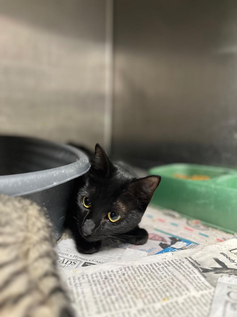 Donut, Adoptable, Young Female Domestic Short Hair.