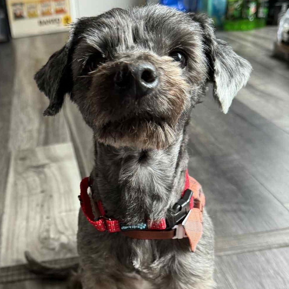 Nelson, Senior Male Mixed Breed