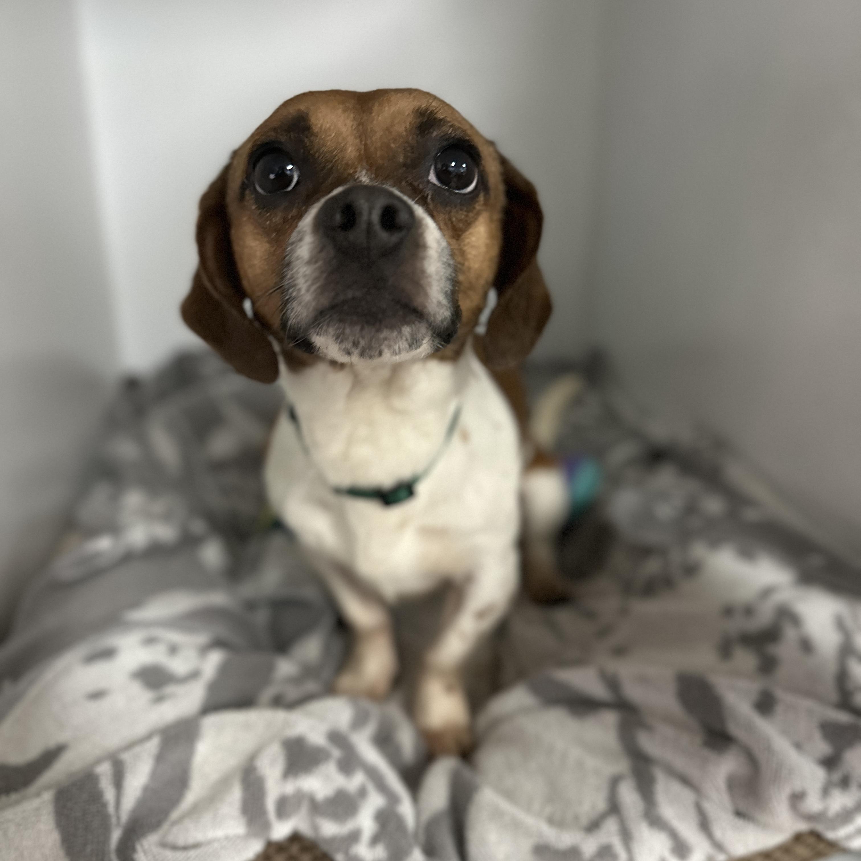 Giant — thumbnail 4