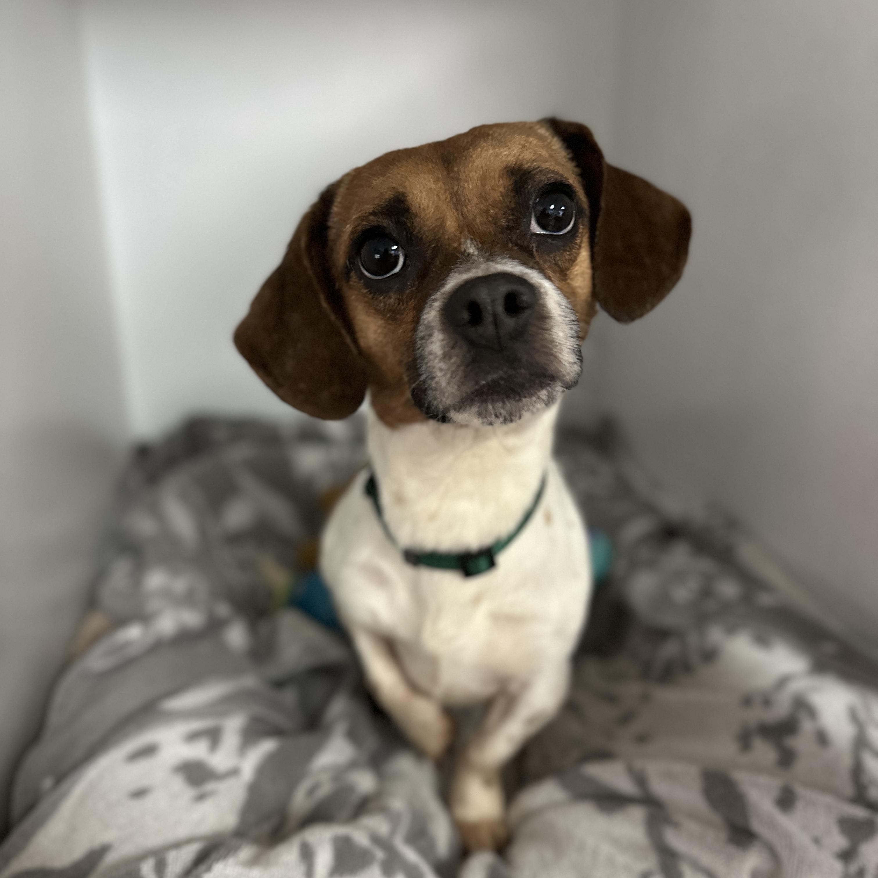 Giant — thumbnail 5