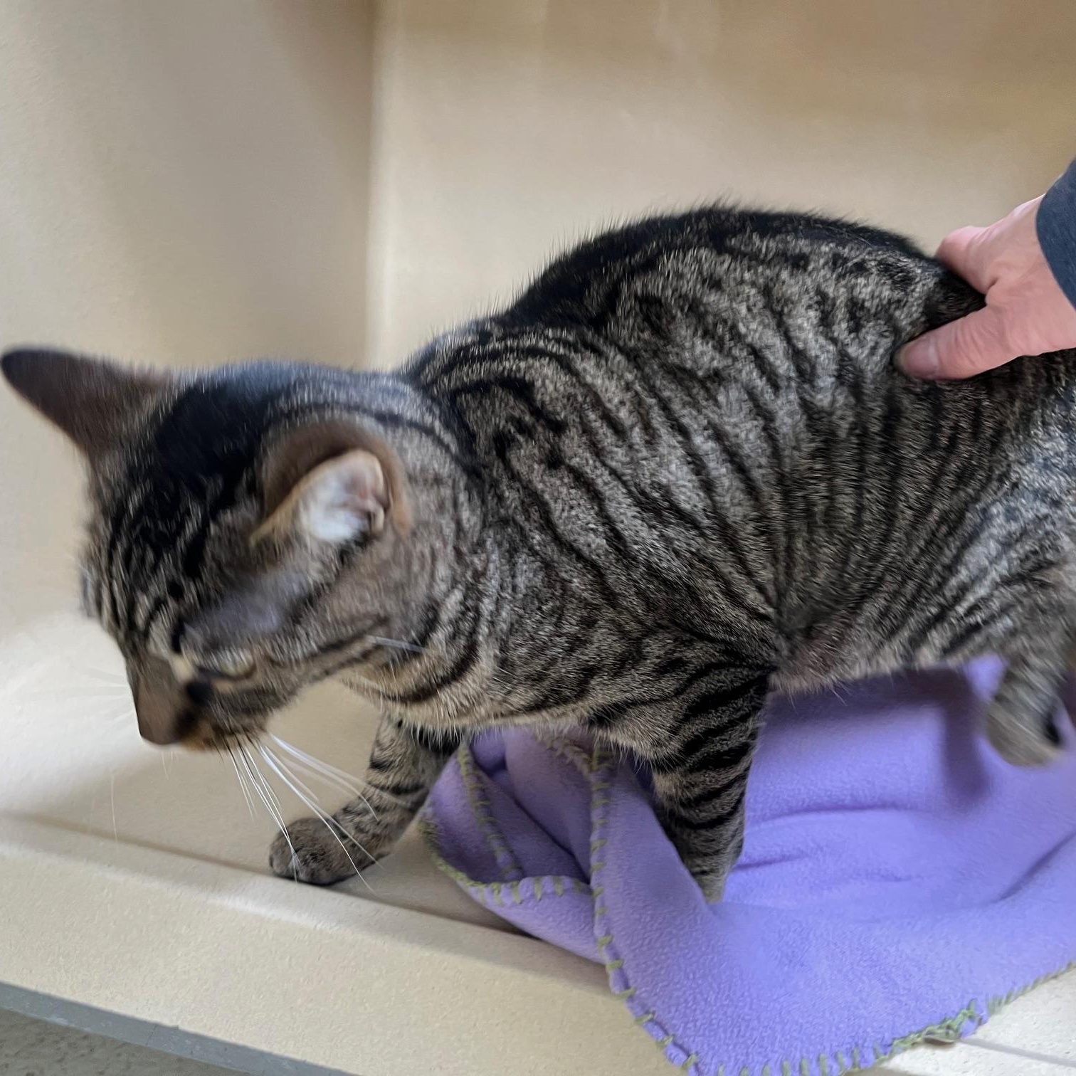 Poppy T. thumbnail 2