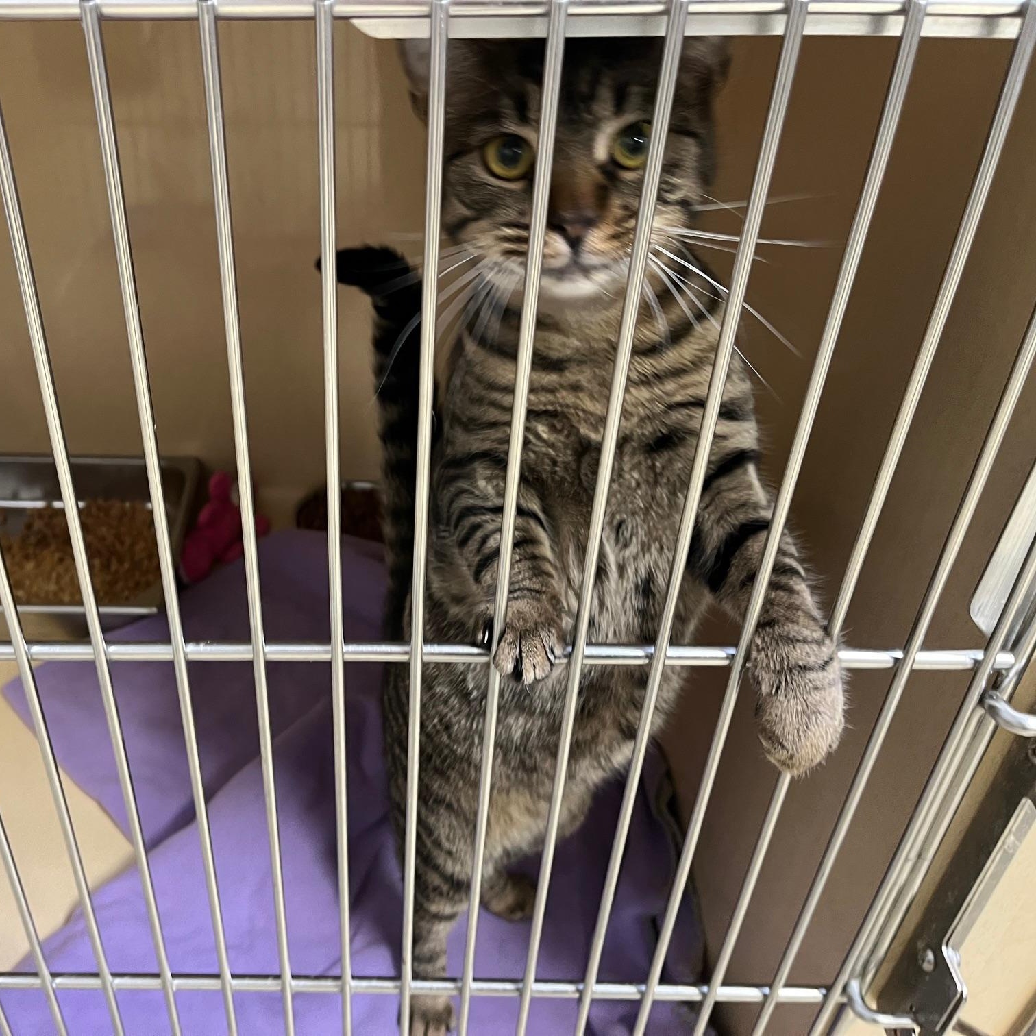 Enlarge Poppy T., a Adoptable mixed breed in Clarksville, VA image 2/6