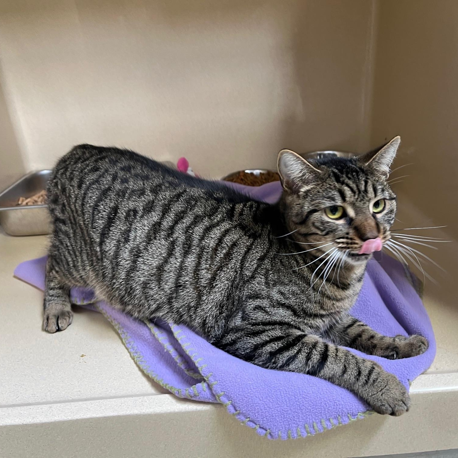 Enlarge Poppy T., a Adoptable mixed breed in Clarksville, VA image 1/6