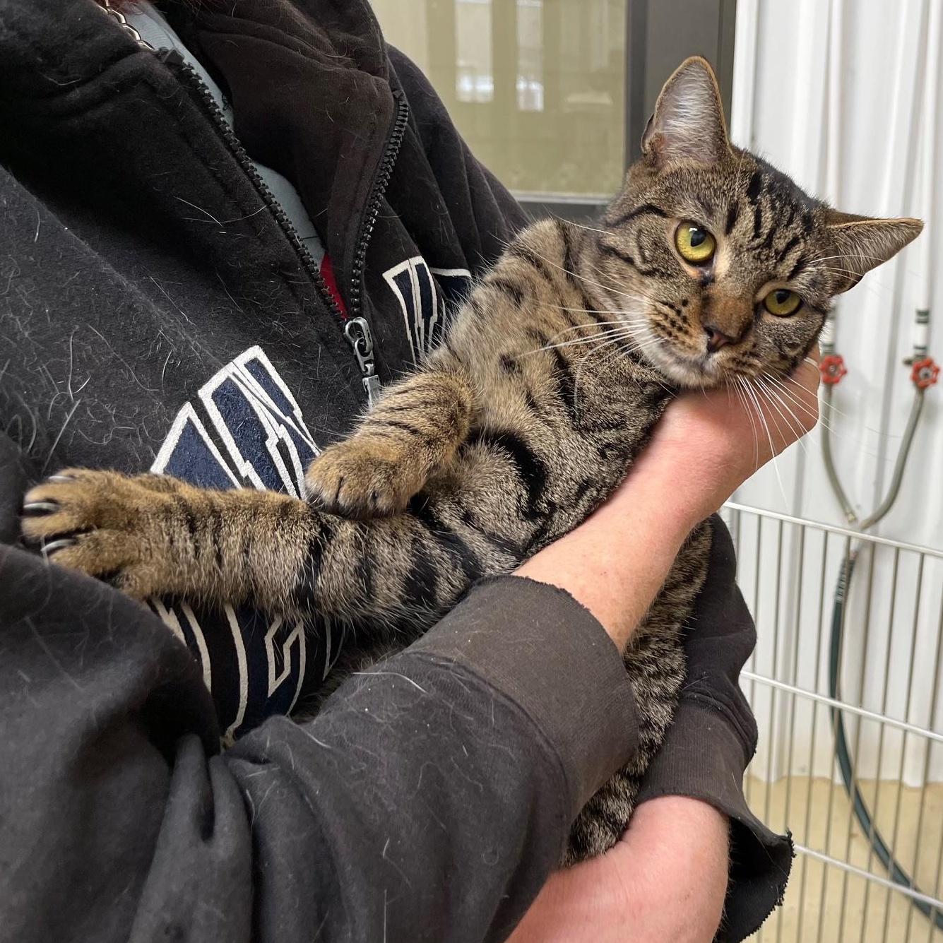Enlarge Poppy T., a Adoptable mixed breed in Clarksville, VA image 3/6
