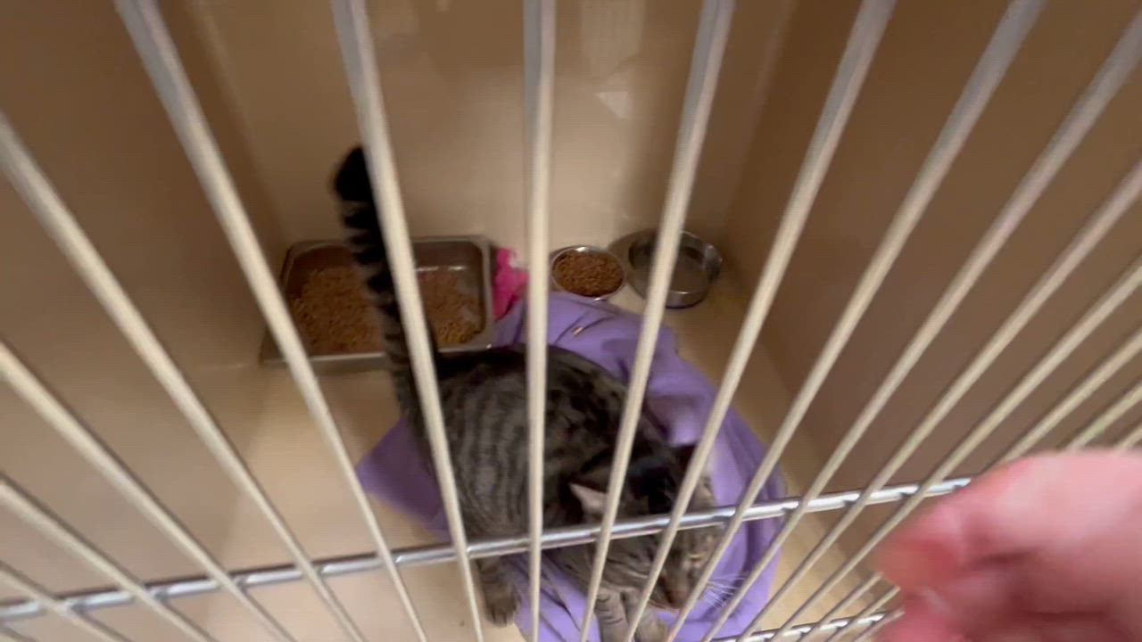 Enlarge Poppy T., a Adoptable mixed breed in Clarksville, VA video 4/6