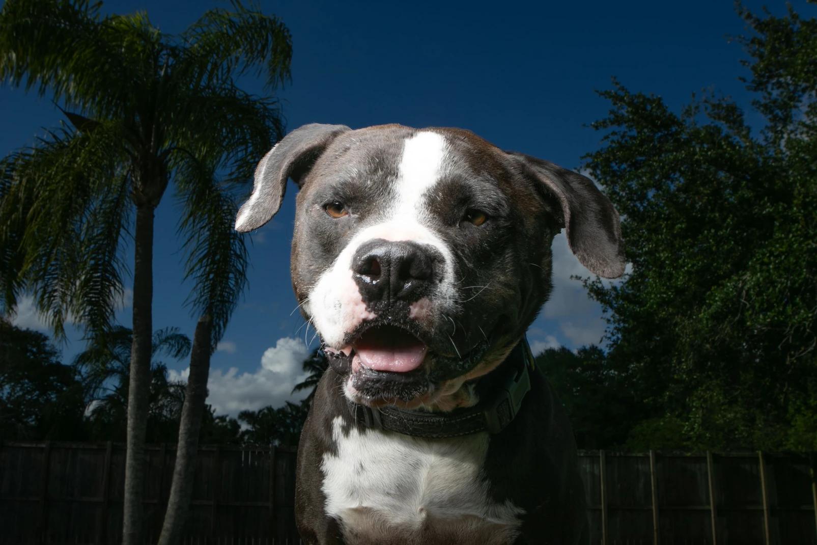 Atlas, Adoptable, Adult Male Pit Bull Terrier.